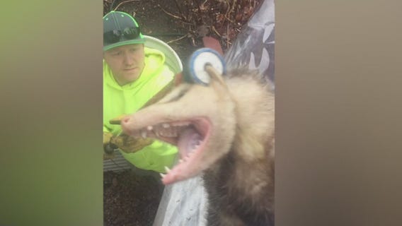 Fewer insurers cover raccoon damage, and it could cost you thousands