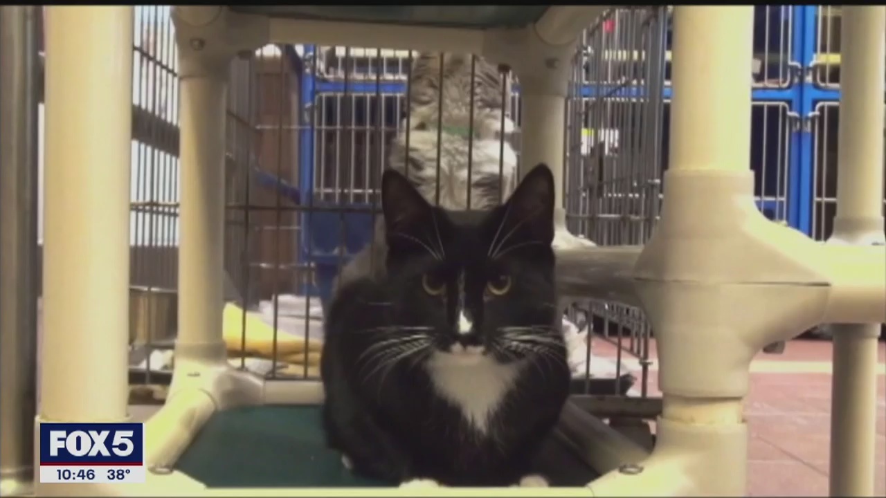 Is your pet the key to online dating success?