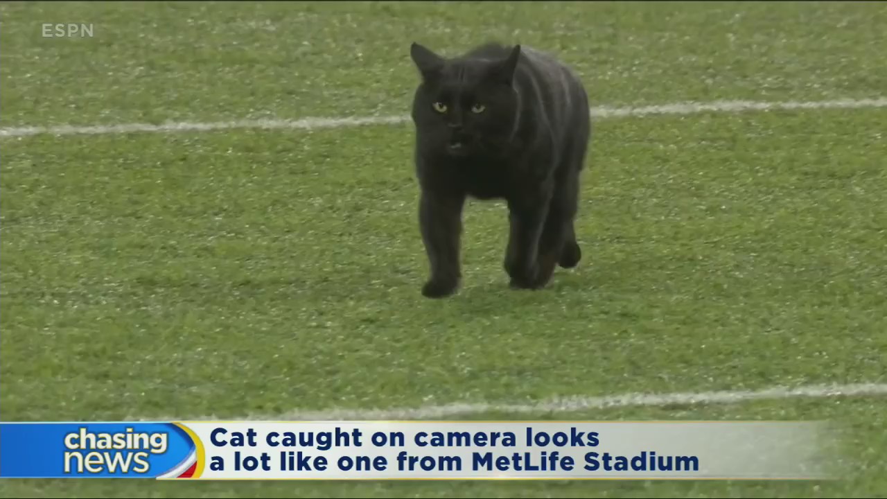 Black cat from MetLife still on the loose
