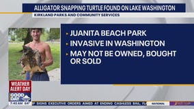 Alligator snapping turtle found in Lake Washington near Kirkland, WA