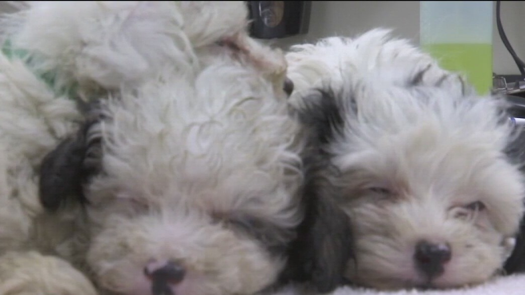 Regulations for retail pet stores