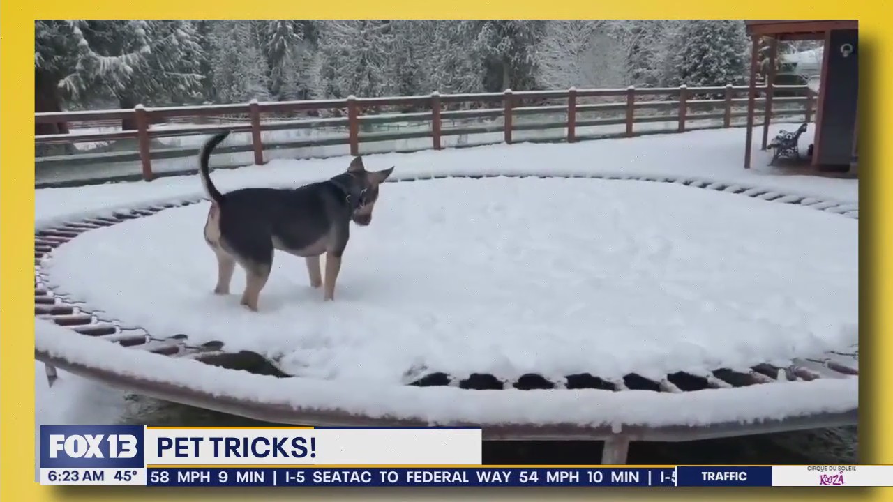 Pet Tricks for Monday, March 3