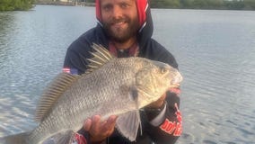 Black drum bite still active inshore