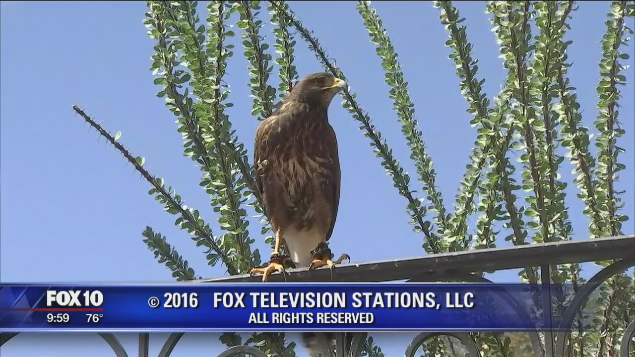 Summer fun at the Scottsdale Princess