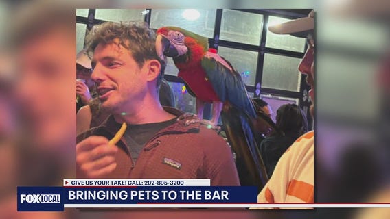 Parrots and Pints? | Man brings pet parrot to the bar