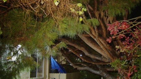 Tree falls on apartment complex in Ventura