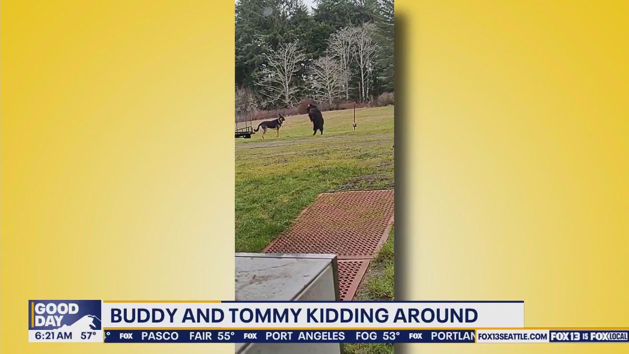 Pet Tricks for Wednesday, July 23