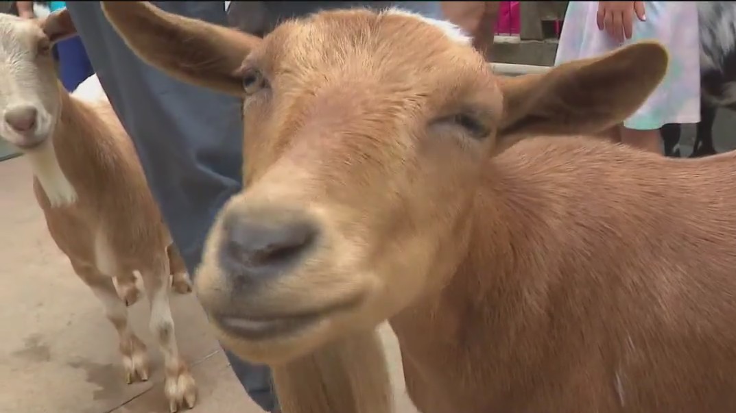 Close encounters at Brookfield Zoo Chicago