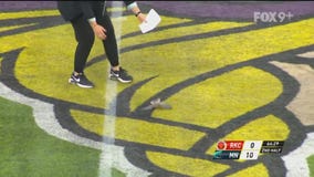 Bird interrupts Minnesota Aurora game