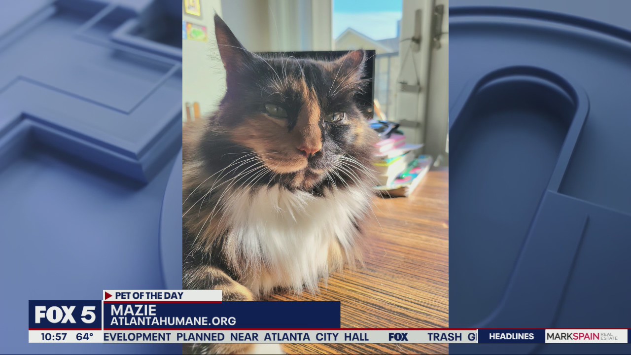 Pet of the Day from the Atlanta Humane Society