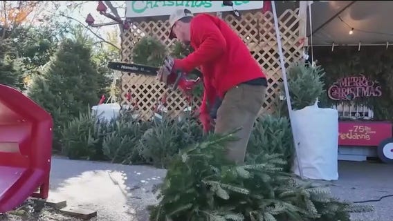 Real vs. artificial Christmas trees: What’s better for the environment?