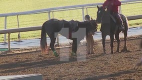Santa Anita Park takes unprecedented steps to protect the horses