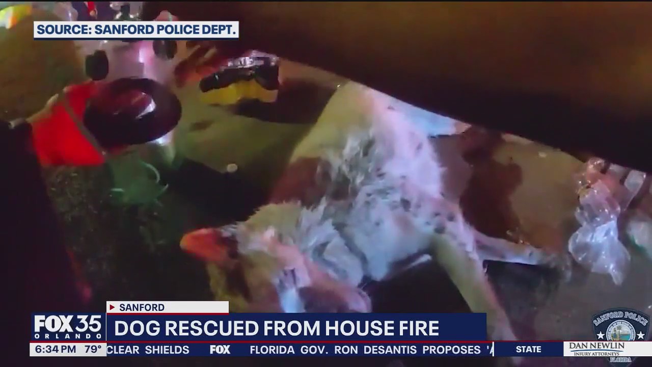 Police officer saves dog from burning home: 'Dogs are family'