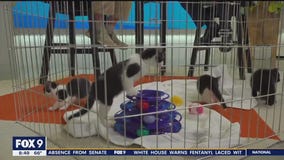 Animal Humane Society talks canine influenza, Walk for Animals