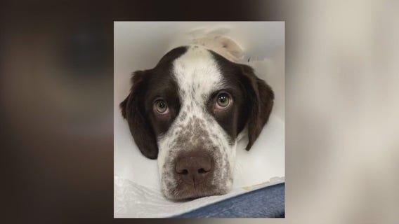 Michigan man facing animal torture charges