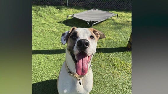 Meet Opie: Our Pet of the Day