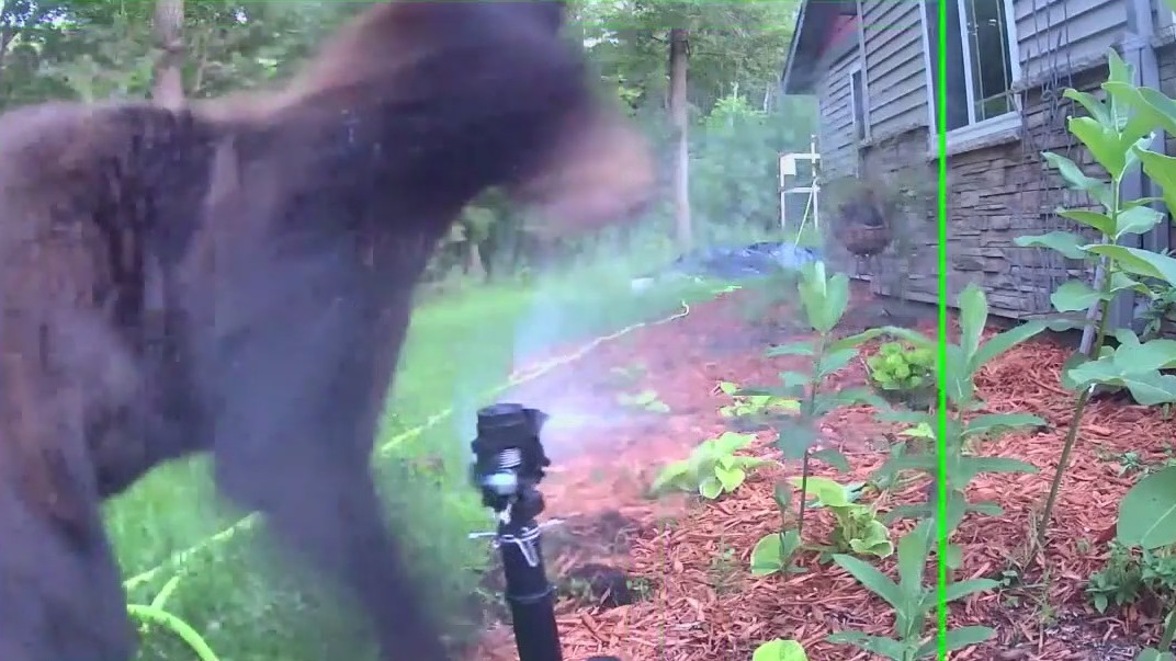 Bear surprised by sprinkler