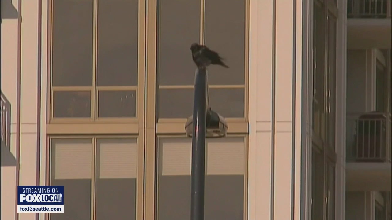 Why birds fly into windows