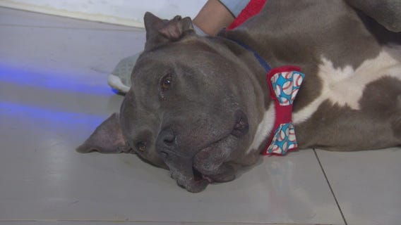 Pet Project: Shadow from Paws for Life K9 Rescue