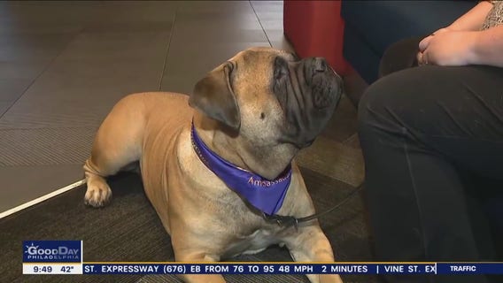 National Dog Show kicking off this weekend at the Greater Philadelphia Expo