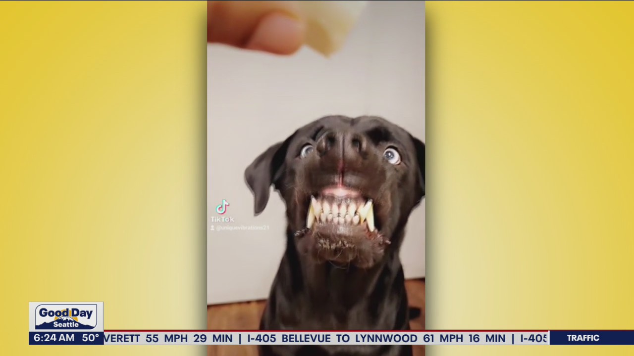 Liz's Pet Tricks for Friday, October 14