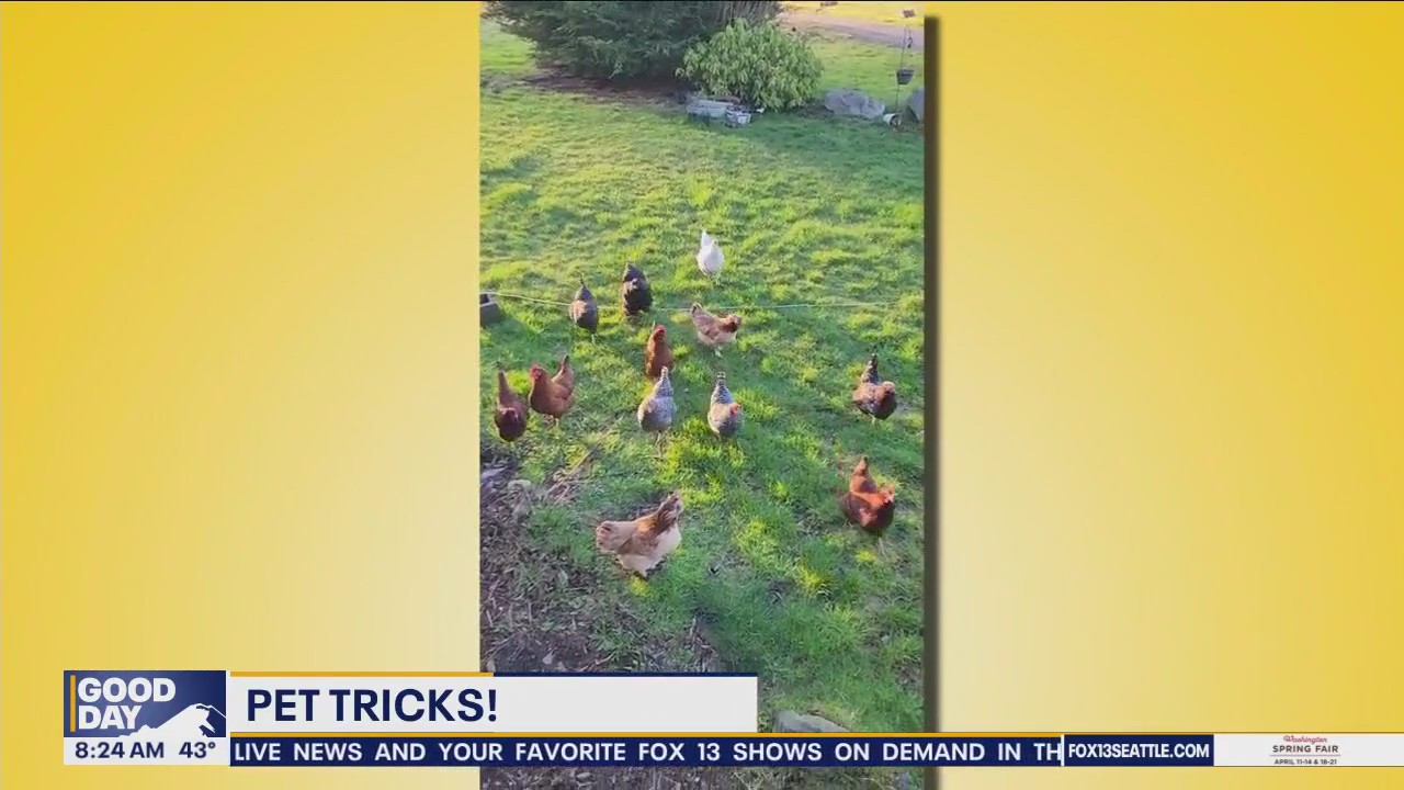 Pet Tricks for Wednesday, April 10