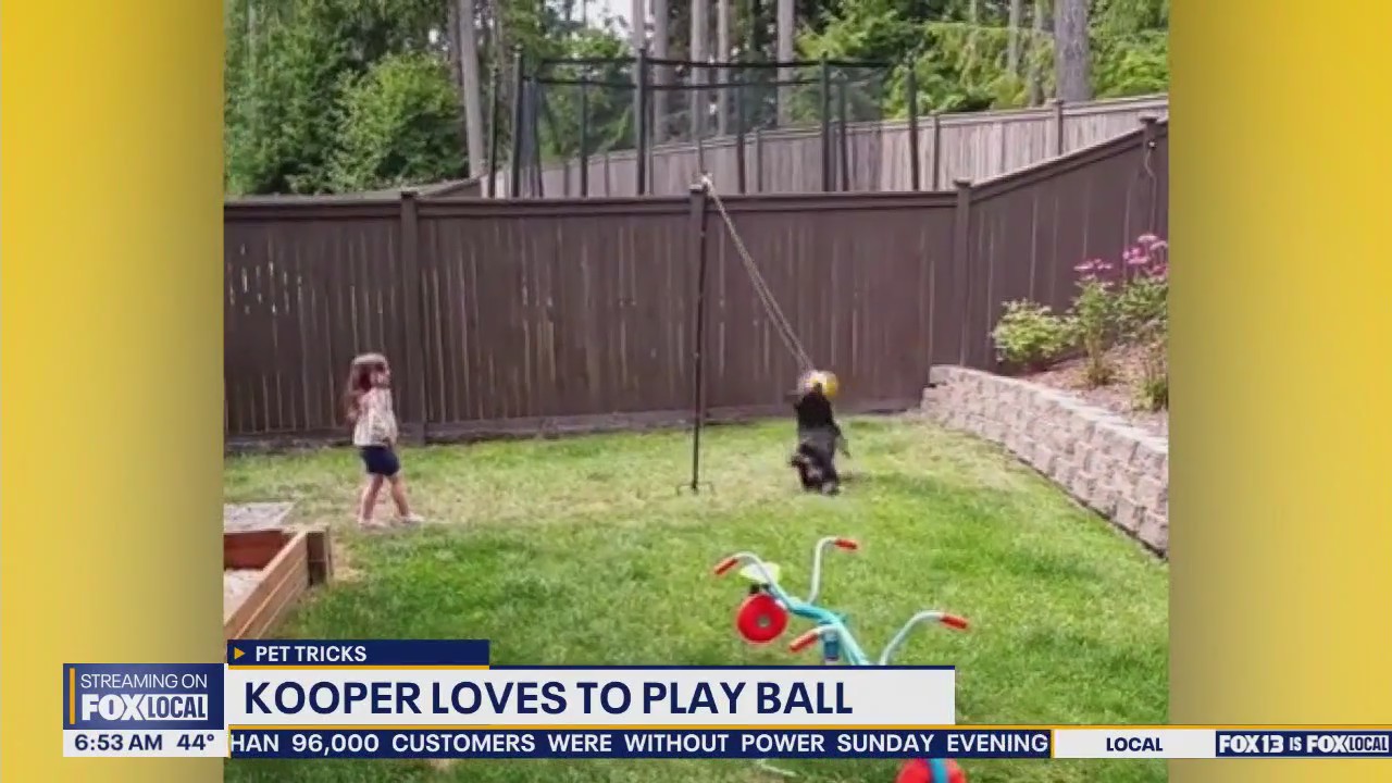 Pet Tricks for Monday, October 27