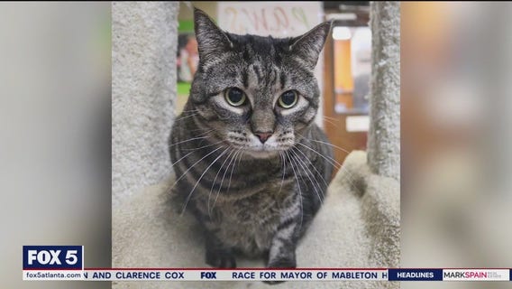 Pet of the Day from the Humane Society of Northeast Georgia