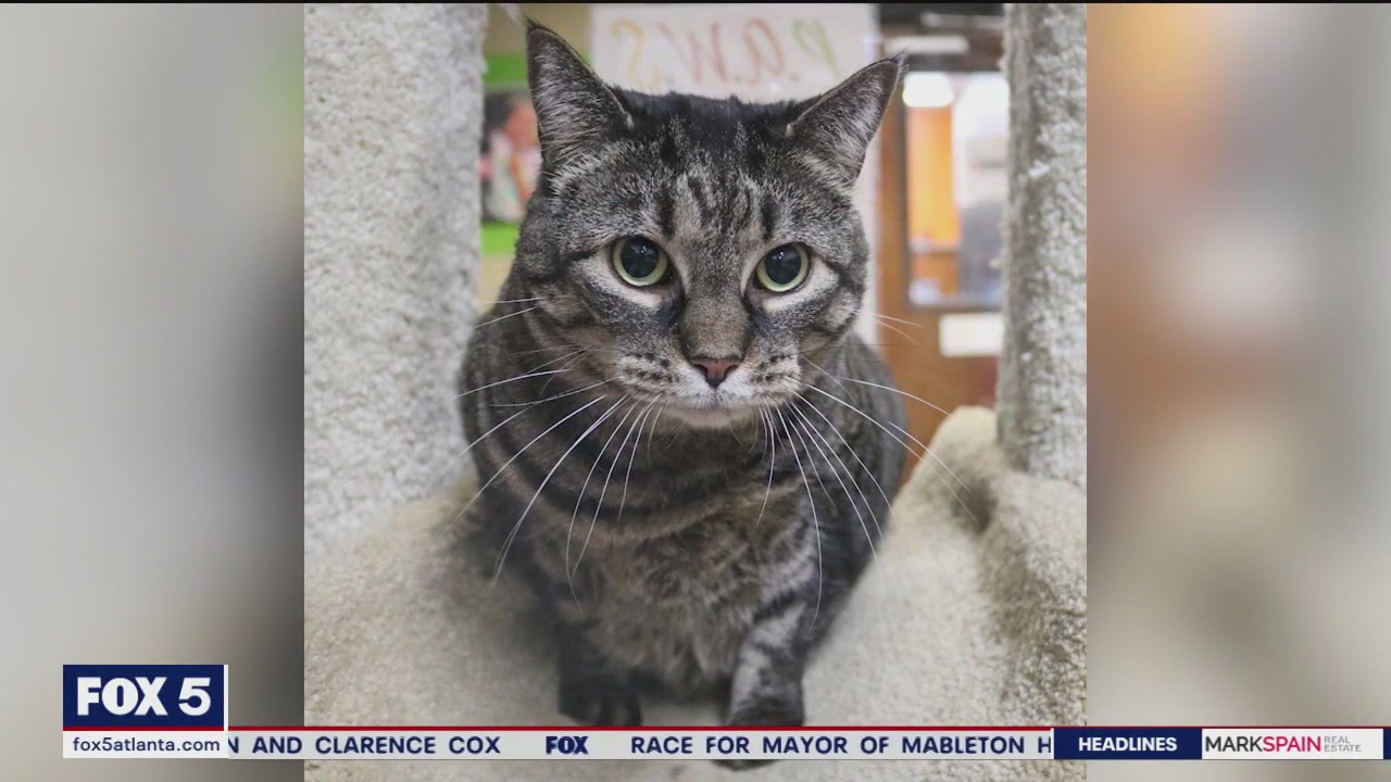 Pet of the Day from the Humane Society of Northeast Georgia