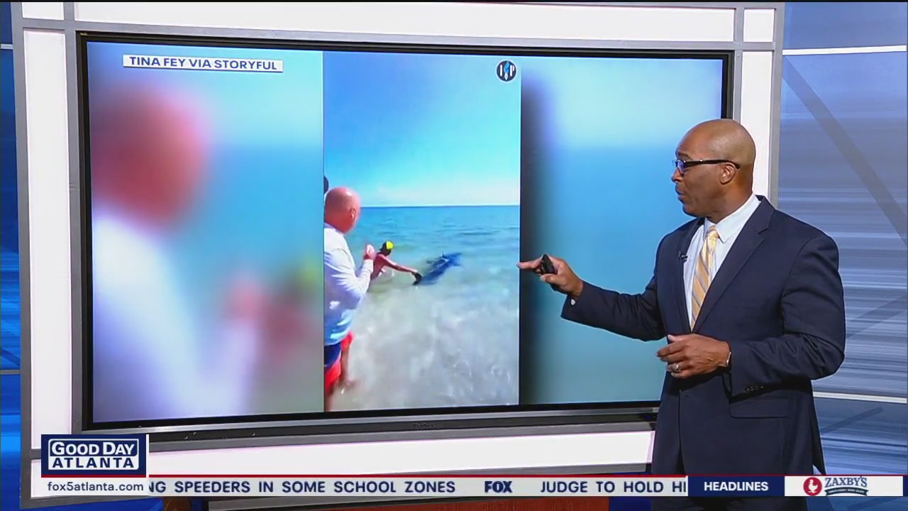 Group rescues stranded shark in Florida