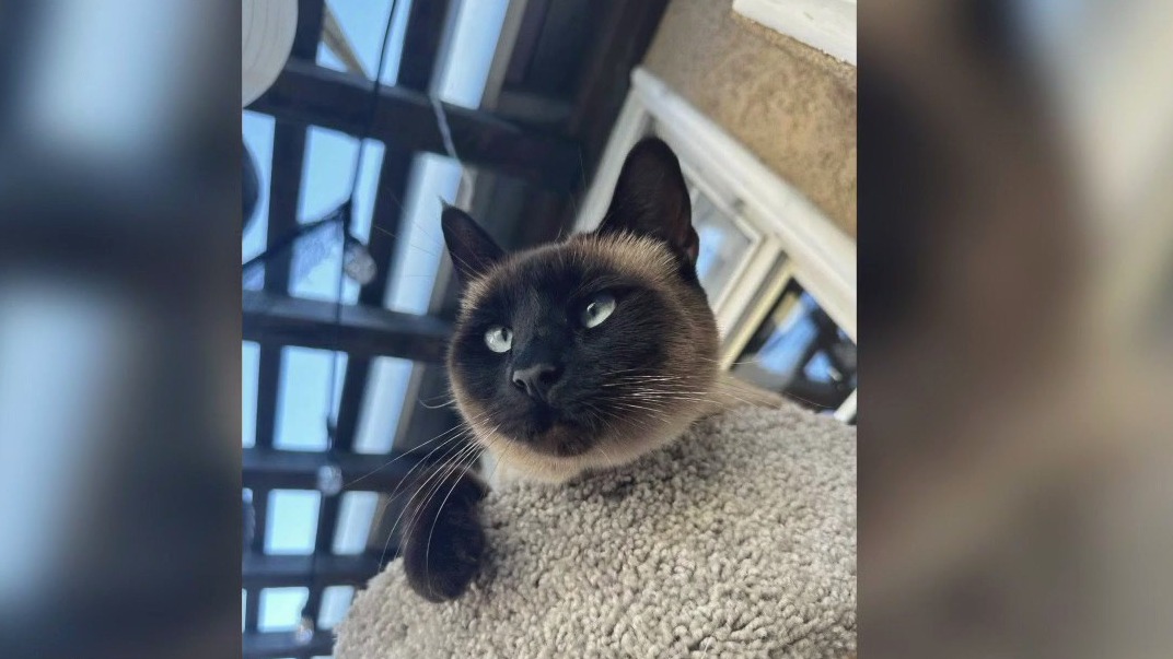 Piper, the cat allegedly stolen by delivery driver