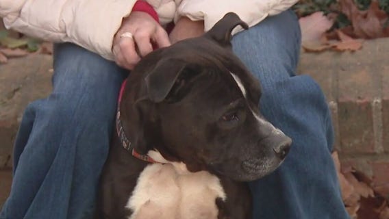 Rescue Me: Meet Shaky