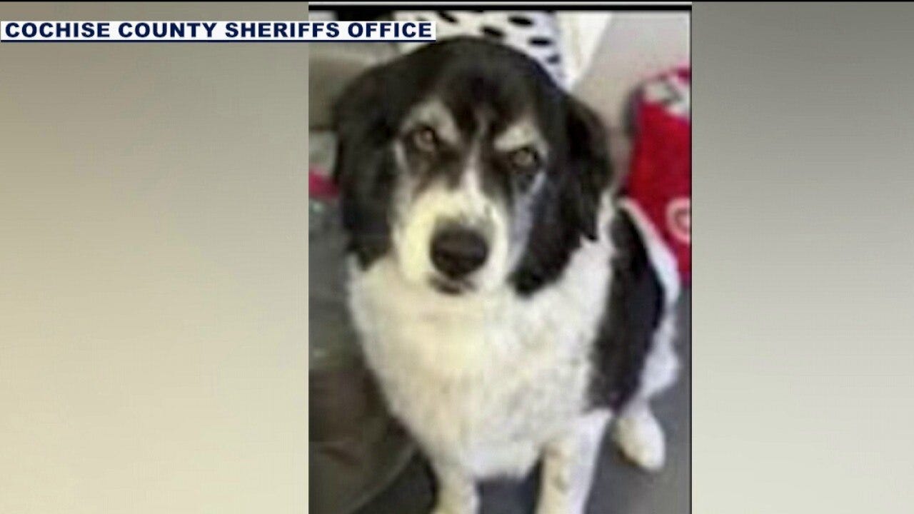 Missing dog found bloodied miles from Arizona home, deputies investigating