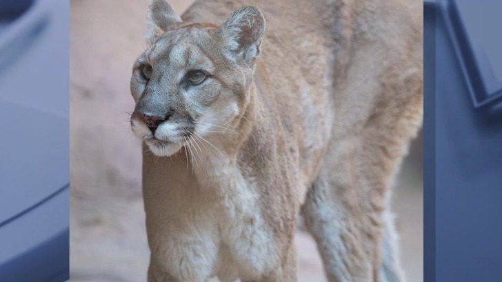 Phoenix Zoo's mountain lion, Sierra, dies