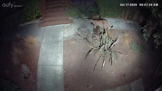 Mountain lion sighting in San Mateo