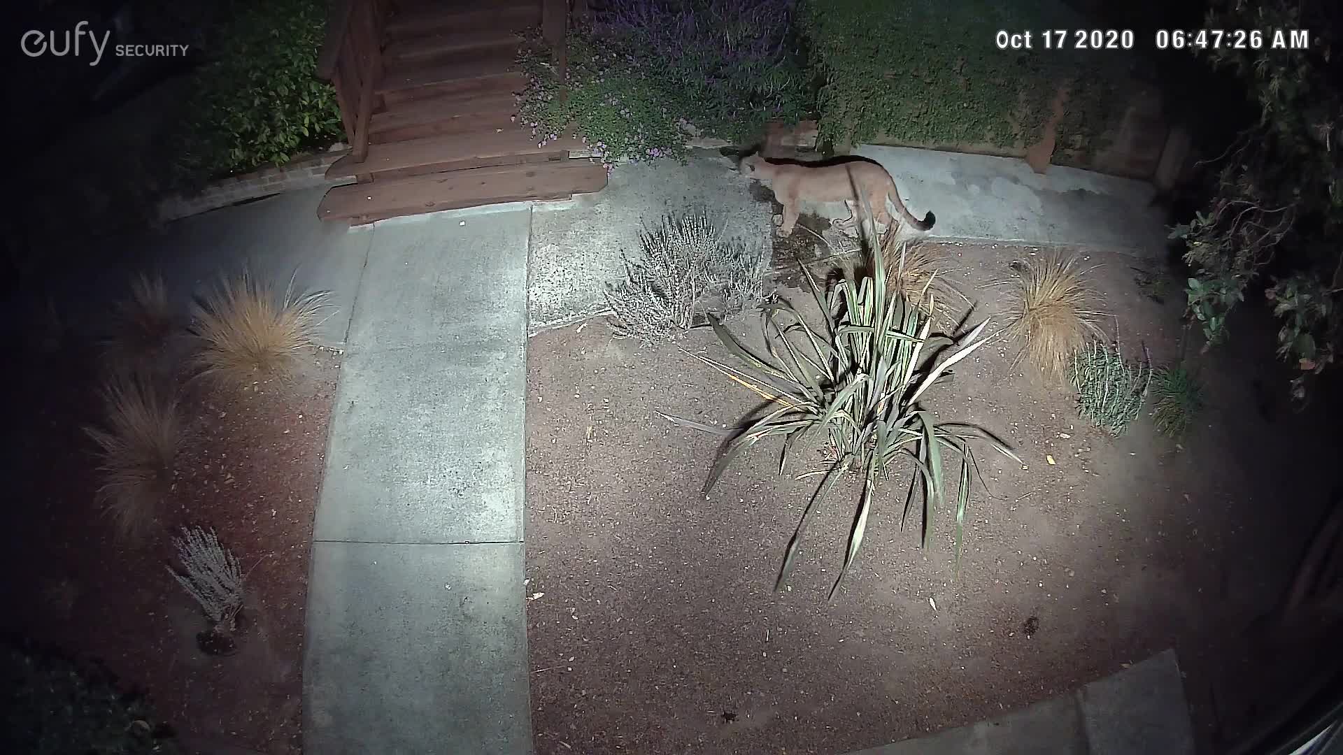 Mountain lion sighting in San Mateo