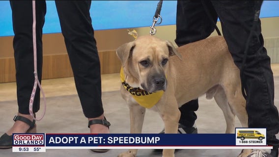 Adopt a Pet: Meet Speedbump