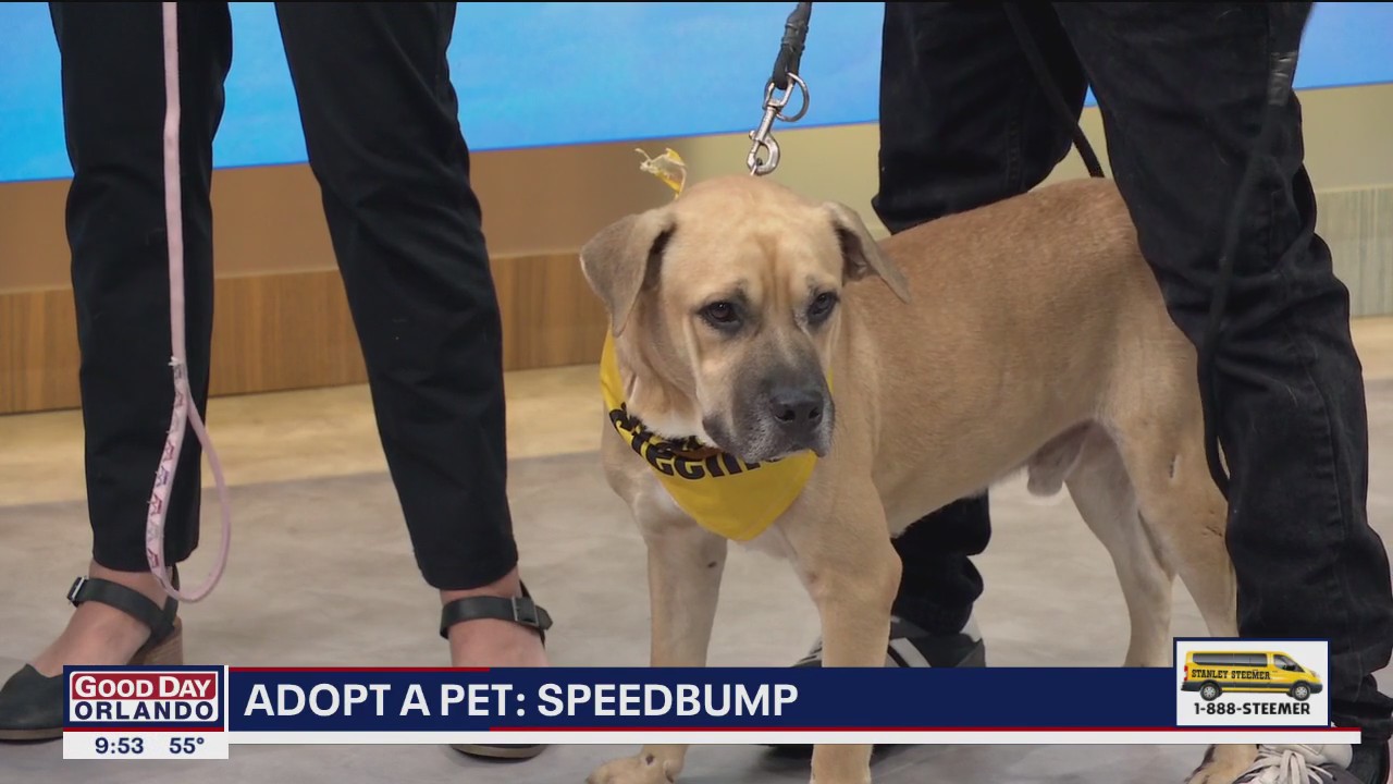 Adopt a Pet: Meet Speedbump