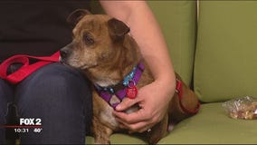 Tips for traveling with your pet