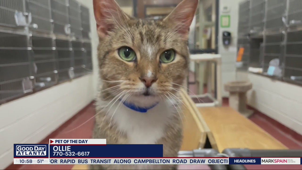 Pet of the Day from the Humane Society of Northeast Georgia