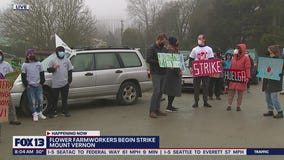 Flower farmworkers start strike in Mount Vernon, Washington