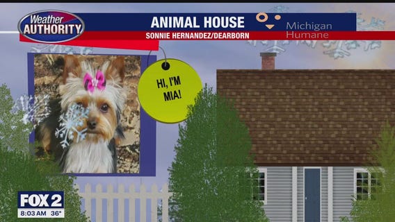 Welcome Mia, Bentley, Mille, Midas