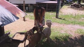 Tampa sanctuary helping animals find a home