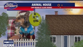 Welcome Otis, Beck & Roxilu