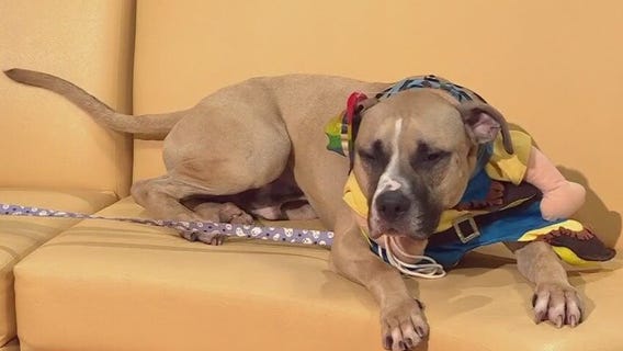 Pet of the Week: Augie from AAC