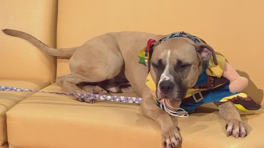 Pet of the Week: Augie from AAC