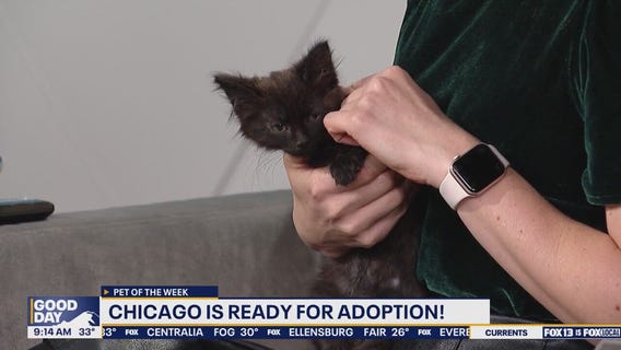 Pet of the Week: Chicago