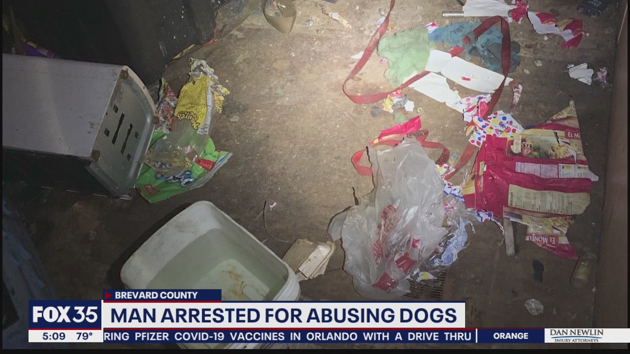 Man accused of abusing dogs