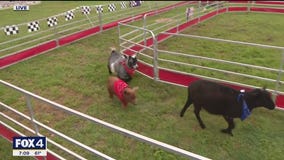 Mayfest: What happens when a duck, goat and pig race?