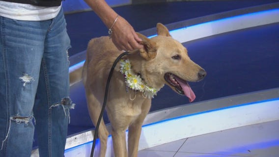 Pet Project: Riley from Mutt Match LA